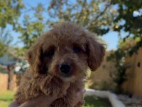 Safkan Teacup Poodle