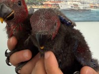 ECLECTUS PAPAĞANI BEBEKLER