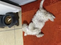 Sevimli maltipoo yavrumuz maya ya temiz güzel aile aranıyor