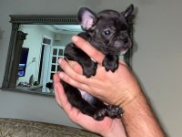 Uygun puanlı french bulldog