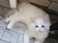 British Longhair Erkek Yavrumuz