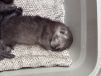 British shorthair yavrular