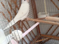 Dişi Albino Sultan Papağanı
