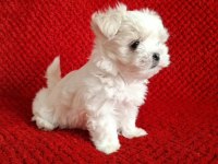 Maltese terrier ırkının en özel yavruları