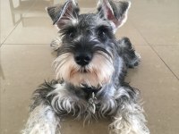 Schnauzer miniature yavrular