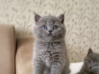 A KALİTE BRİTİSH SHORTHAİR KEDİRLER