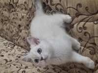 6 günlük british shorthair