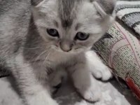Scottish fold top kafa sıfır kulak