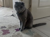 Kısırlaştırılmış ev kedisi scottish fold