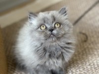 British Longhair Cer