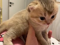 45 günlük dişi scottish fold yavrum