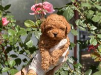 Sağlık garantili toy poodle bebekler