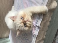 İran Kedisi Oğlumu Sahiplendiriyorum