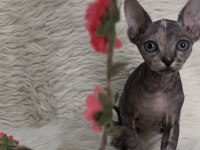 Naked Beauty Sphynx Cattery