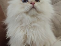 Şecereli cy1133 erkek british longhair yavrum