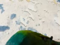 Muhteşem ton ve güzellikte cüce macaw papağanı