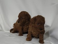 IRK VE SAĞLIK GARANTİLİ TOY POODLE DİŞİ