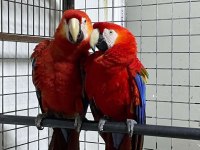 Scarlet Macaw