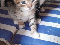 3 kardeşe sahip aranıyor kedilere