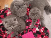 British shorthair ve scottish fold kediler