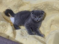 Ankara içi ilgilenen whatsapptan ulaşsın dişi scottish fold