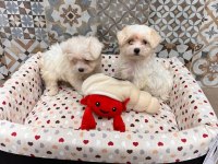 Korean maltipoo 1 buçuk kg olacak ev ortamı
