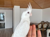 2 Aylık Albino Sultan Papağanı