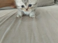 Harika show scottish fold yavrular