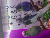 30 35 günlük bebek muhabbet kuşu yavruları