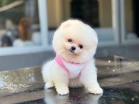 Sağlık Ve Irk Garantili Pomeranian