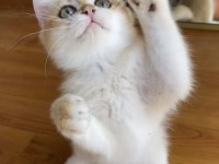 Safkan British Shorthair Golden erkek yavru