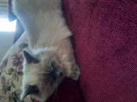 Kendi gibi ismide prenses scottish fold