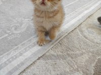 Scottish fold yavrumuz yeni yuvasını arıyor