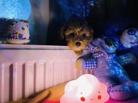 ORJİNAL F1 MALTIPOO 3.NESİL SHOW KALİTE