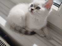 British Shorthair Dişi Yavru