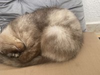 Dişi Sevimli Kedilerimiz