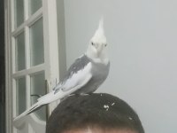 Konuşan sultan papağanı erkek