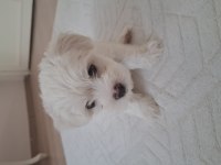 2 aylık sevimli kartopu maltipoo oğlum