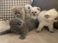 2 aylık scottish fold