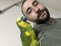 Full Evcil Erkek Amazon Papağanı