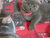 Scottish fold aşkı