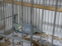 Ele alıştırmalık konuşturmalık kuşlar mevcuttur