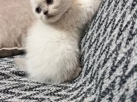 4 dişi scottish fold yuvasını bekliyor