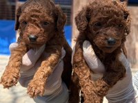 Toy poodle yavrularımız