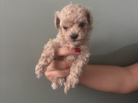 Orjinal ırk teacup toy poodle dişi erkek