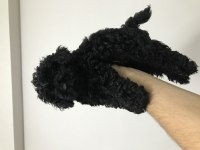 Siyah toy poodle erkek