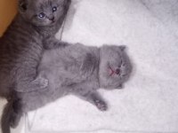 British shorthair