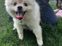 Pomeranian boo 9 aylık erkek