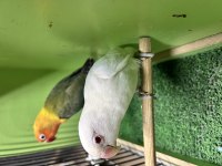 Sağlıklı cennet papağanı takım albino ve yeşil