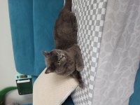 BRİTİSH SHORTHAİR KEDİLERİMİZ